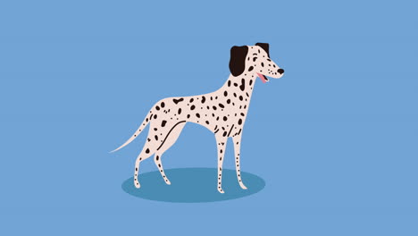 dalmatian dog illustration