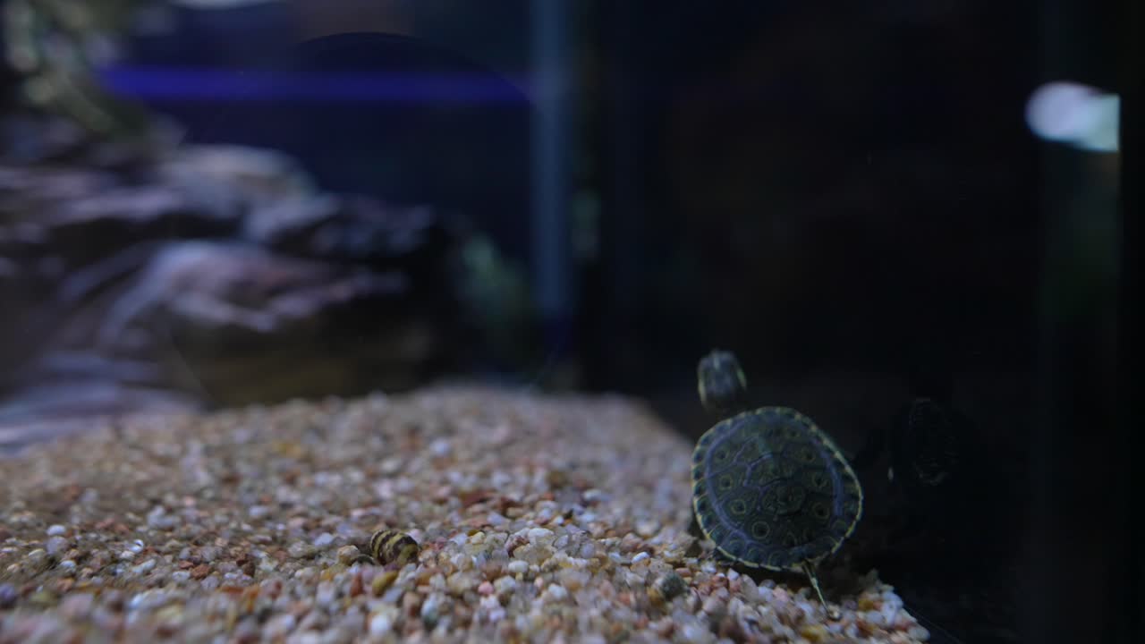 수족관에 있는 작은 거북이