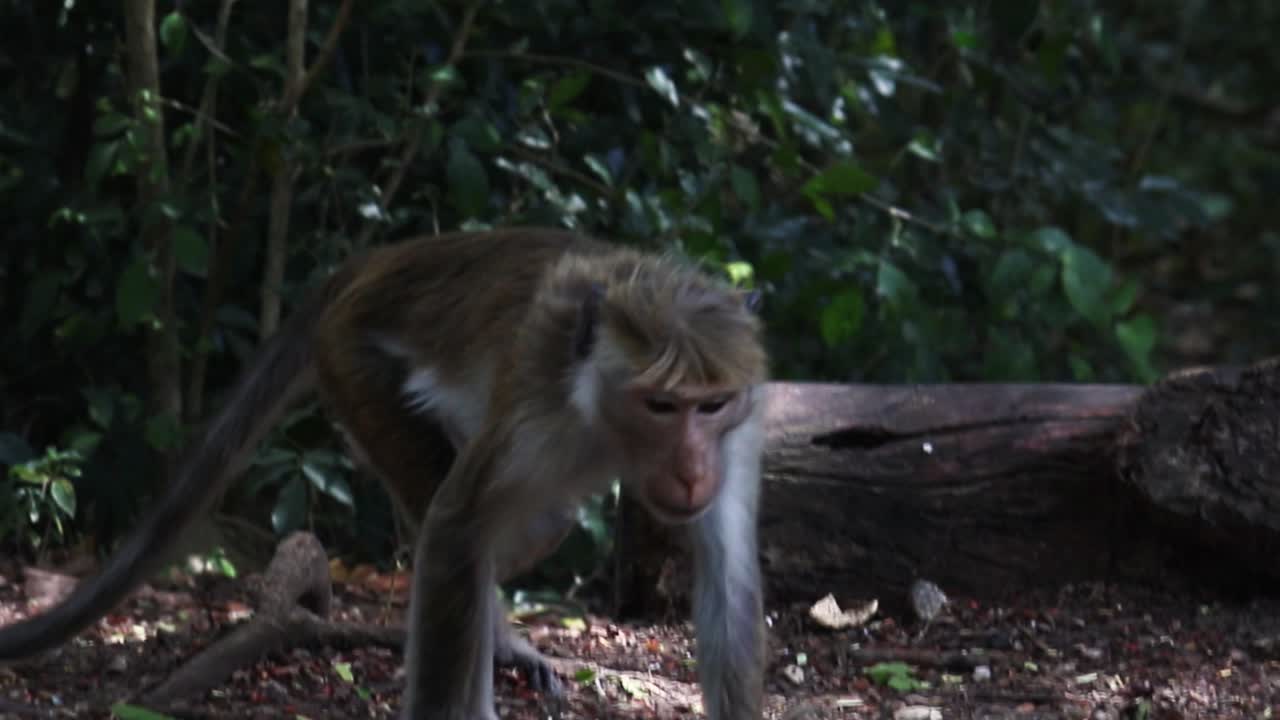 mono de sri lanka buscando comida, recogiendo semillas en el suelo del bosque verde