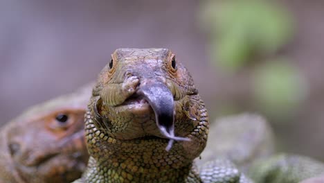 caiman lizard (dracaena) sticking its tongue out, front view and eye level shot, close up, slow mo footage.