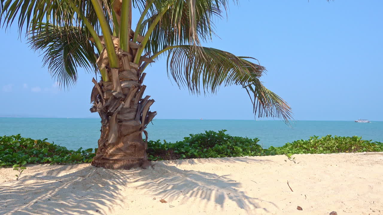 Palm tree alone on sand beach, leaves moved by breeze, sea in background