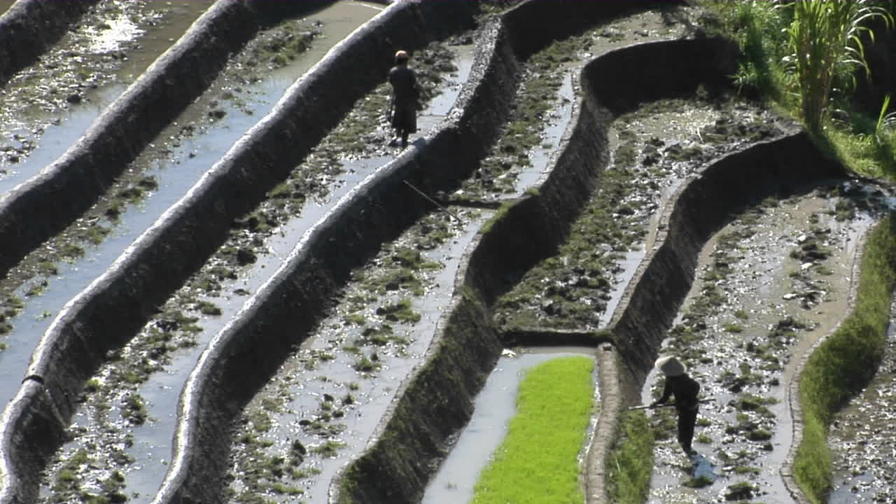 trabajadores agrícolas azada en campos de arroz en terrazas 1