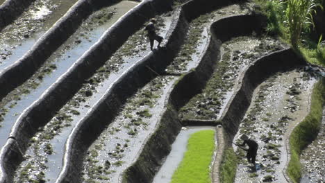 Farm-Workers-Hoe-In-Terraced-Rice-Fields-1