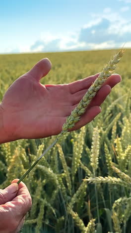 farmer holding wheat ear in a field