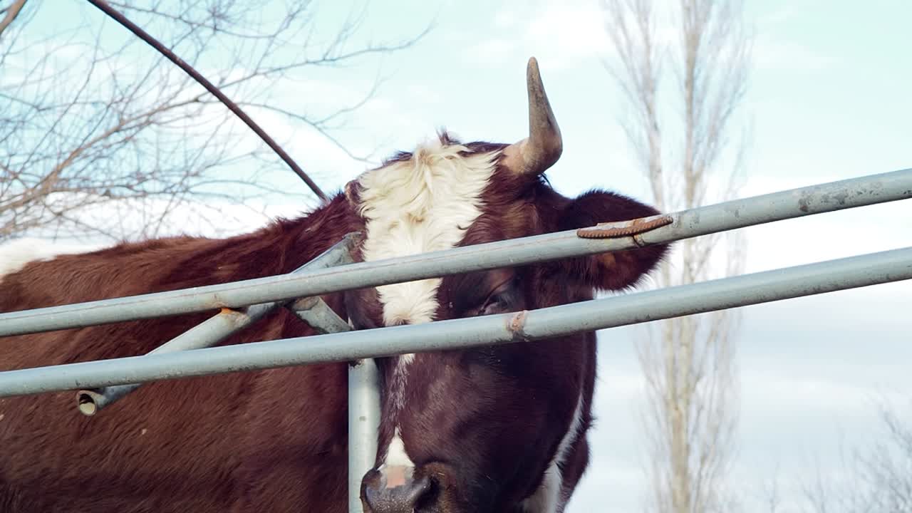 Mucca con un solo corno sola vicino a una recinzione di ferro