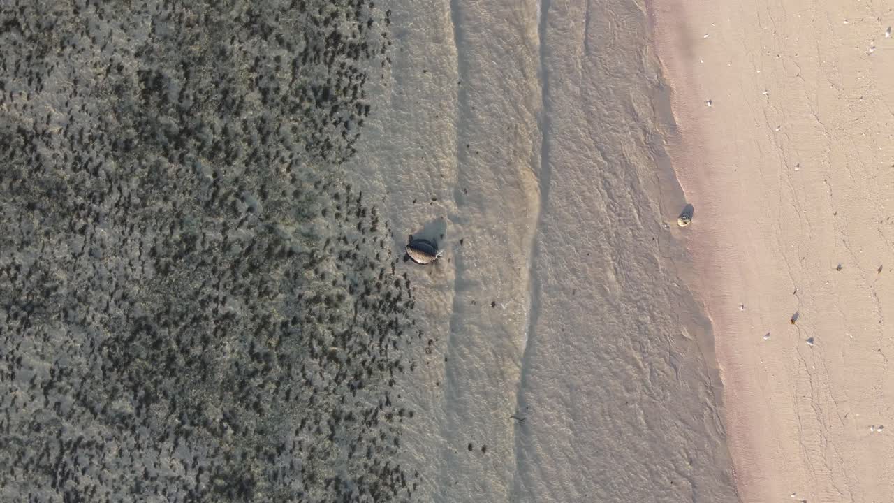 황량한 해변 해안 공중 탑 뷰 60fps 슬로우 모션의 4k 수생 거북이