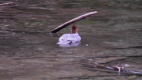 merganser bird with red head swims in shallow