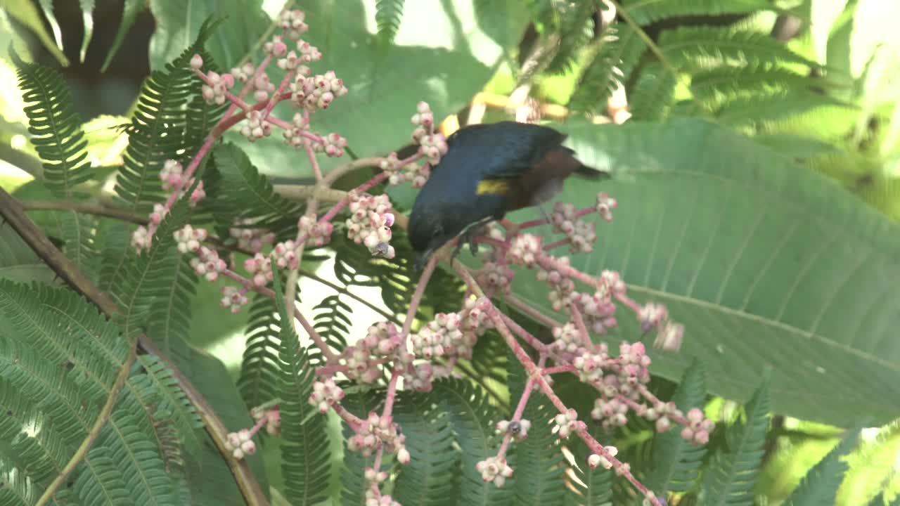 eufonía de vientre castaño comiendo frutos silvestres en una rama en el bosque atlántico de río de janeiro