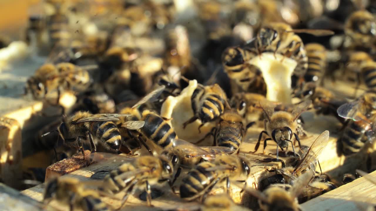 Close up view of the working bees. Bees turn nectar into honey. Beekeeping concept.