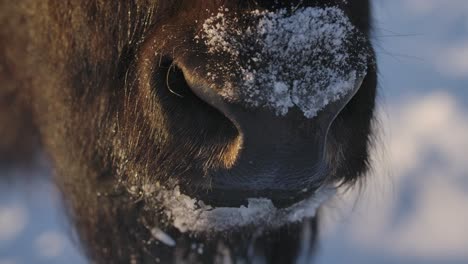 Bisonte-Sobreviviendo-Al-Duro-Invierno-En-Cámara-Súper-Lenta