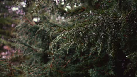 A-close-up-of-pine-needles-in-a-wet-rainy-forest