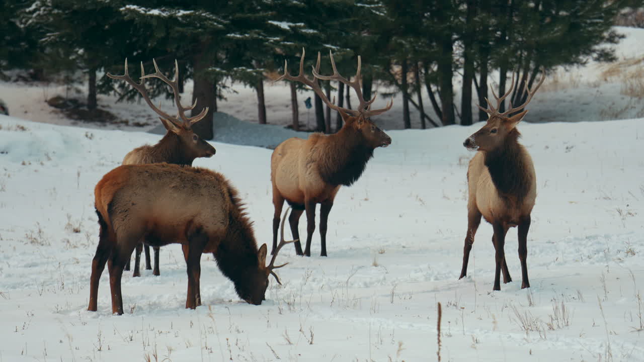 macho alce rebaño montañas rocosas parque nacional de yellowstone montana wyoming idaho denver colorado vida silvestre animales cuernos puesta de sol invierno comiendo hierba alta bosque prado backcountry buck cazador pan