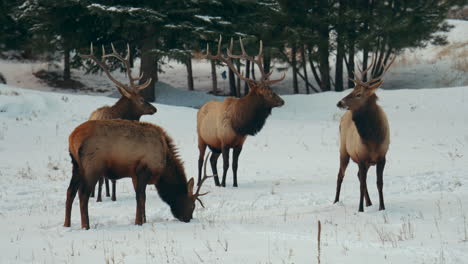 Männlicher-Stier-Elch-Herde-Rocky-Mountains-Yellowstone-Nationalpark-Montana-Wyoming-Idaho-Denver-Colorado-Tierwelt-Tier-Geweih-Sonnenuntergang-Winter-Essen-Hohes-Gras-Wald-Wiese-Hinterland-Bock-Jäger-Pfanne