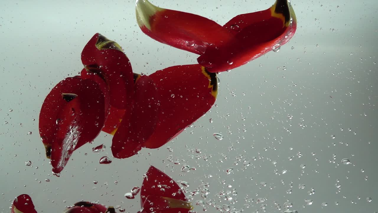 水に落ちるチューリップの花びら。背景。スローモーション。