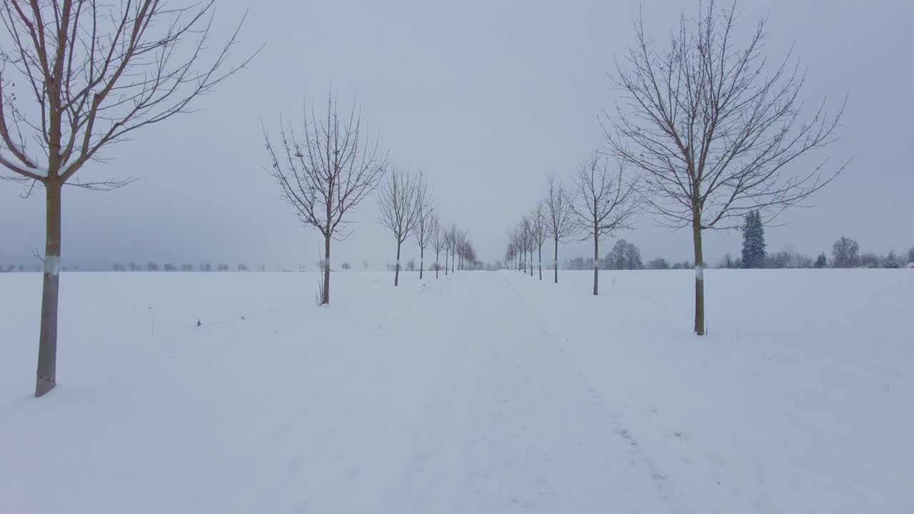 callejón de árboles desnudos en invierno