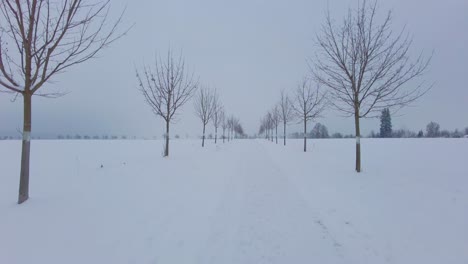 alley of bare trees in winter