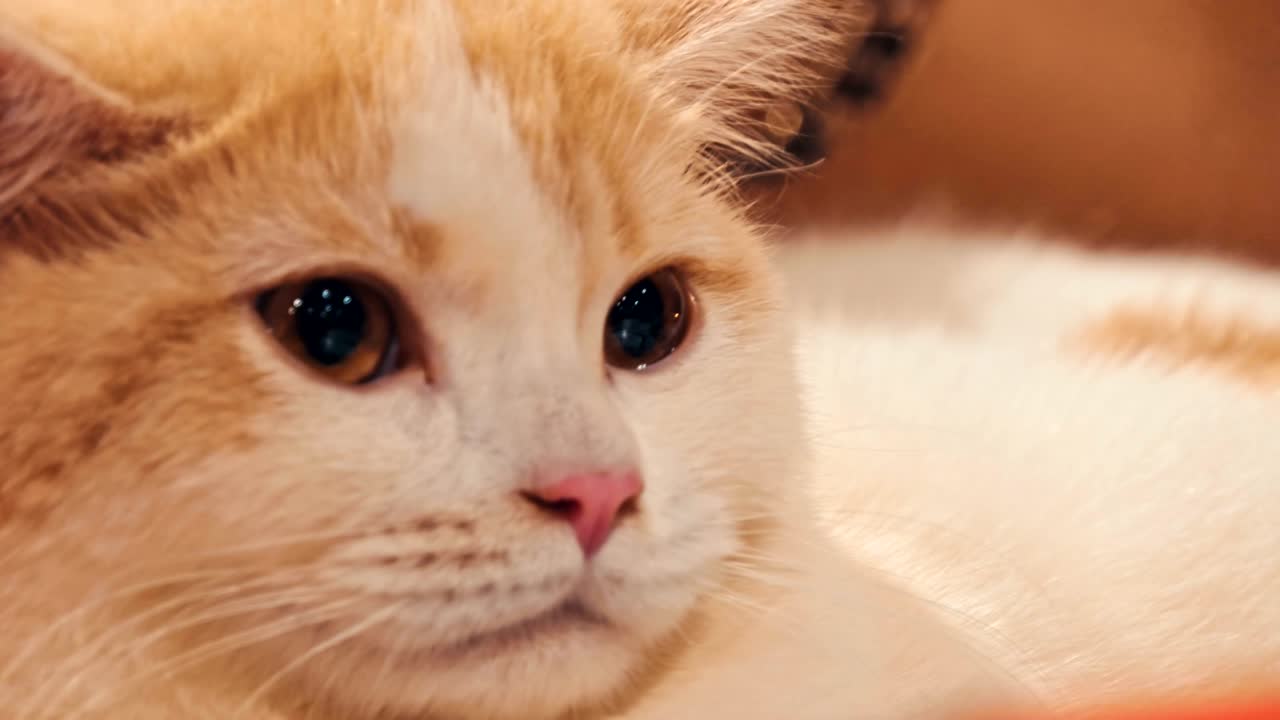 un gato relajado mirando a la cámara.