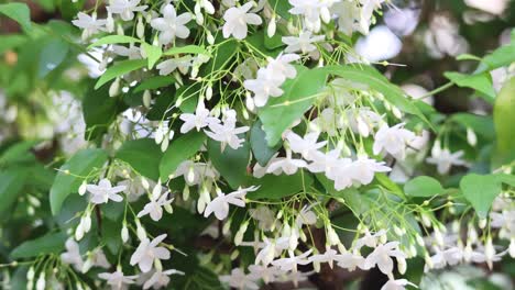 white flowers swaying gently in the wind