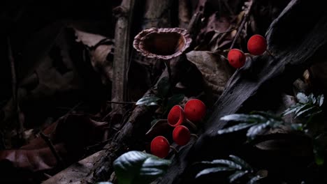 from very dark and then light exposes these super lovely red cup fungi or champagne mushroom in the forest, cookeina sulcipes, thailand