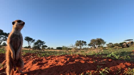 Suricate-Meerkat-standing-close-and-upright-at-the-burrow-looking-around,-copy-space-to-the-right-of-the-frame,-ground-view