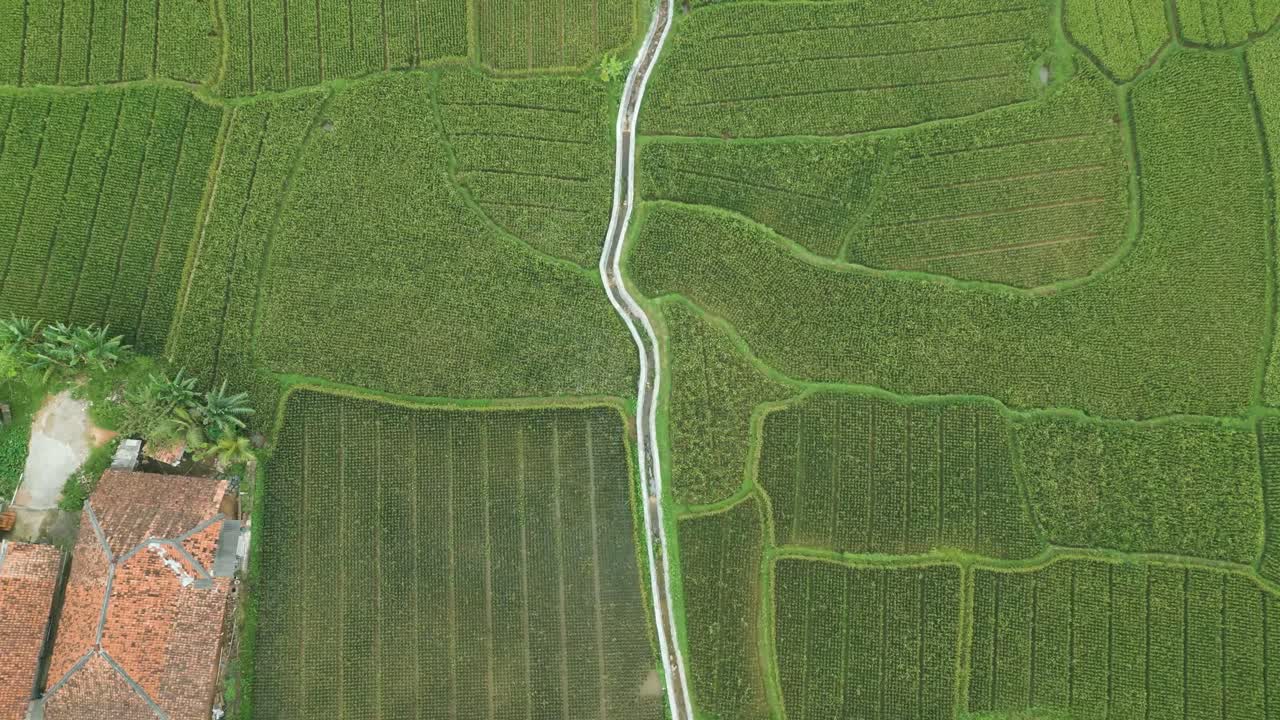 vista superior aérea de una granja, campos agrícolas en karawang, kutamaneuh, java, indonesia
