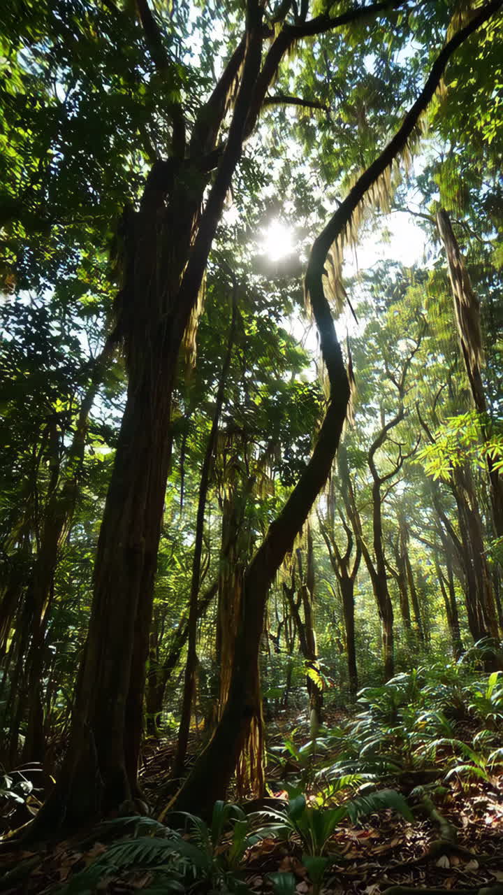 Raggi di sole che filtrano attraverso una foresta tropicale lussureggiante