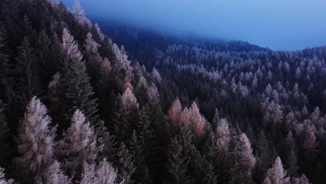 dark forest woodlands trees, moody aerial mountain scenery, on cloudy day in fall, white spooky orange tree tops