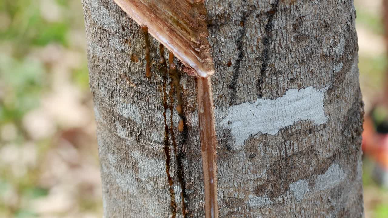 Close-up of rubber tree tapping process, capturing latex collection in natural light. Detailed view of bark incisions and sap flow