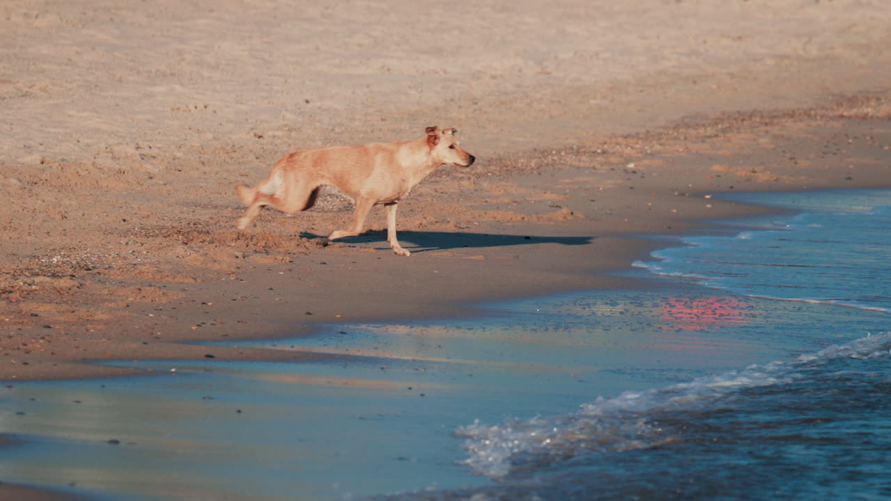 A wet dog joyfully runs along the shoreline, reflecting energy and freedom