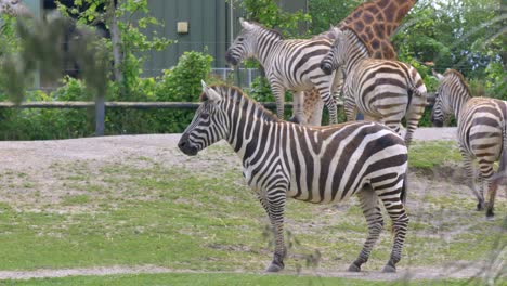 zebras scatter in fear and then return to graze, solo zebra stands still