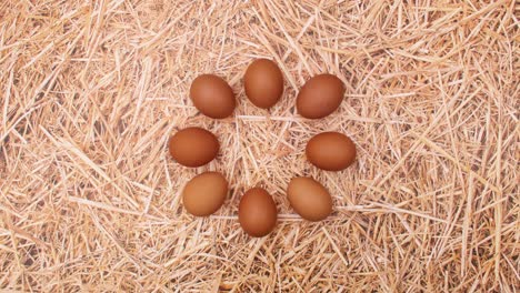 creative dancing move of fresh eggs on straw theme. stop motion