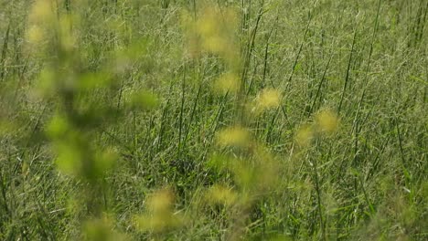 Blanco-pecho-waterhen-flores-hierba-