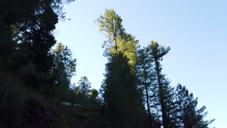 long trees on the top of the mountain in azad kashmir