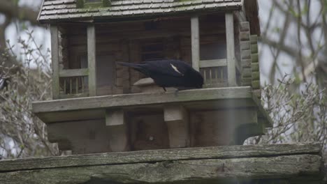 portrait of a red winged blackbird, standing on a wooden bird feeder house