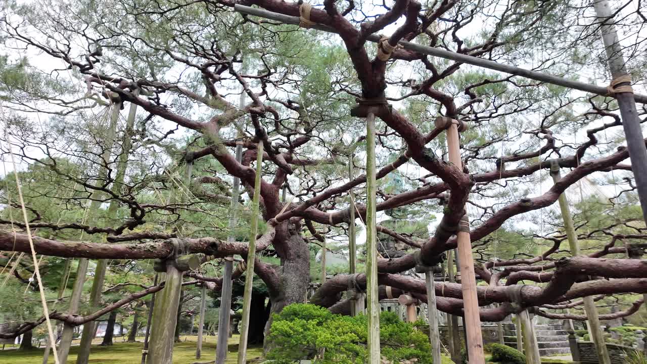 Spreading branches of an ancient tree supported by yukitsuri in a scenic garden.