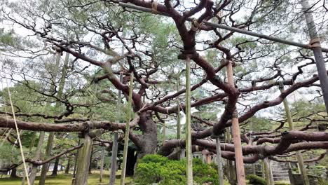 spreading branches of an ancient tree supported by yukitsuri in a scenic garden.