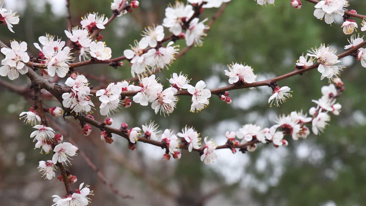close-up white cherry, apricot blossoms blooming in spring plant reproduction