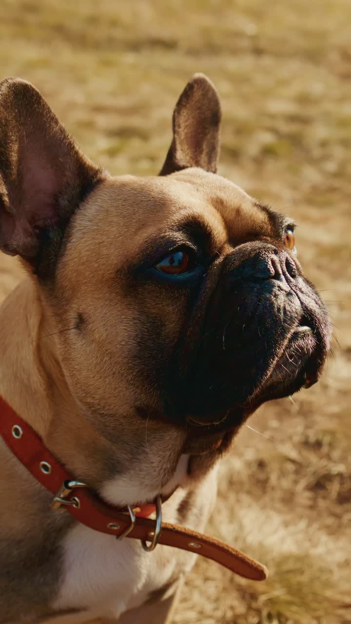 Un primo piano di un cane curioso che si gode la vita all'aria aperta in un campo soleggiato, che mette in mostra le sue caratteristiche uniche e il suo spirito giocoso in una bella giornata, perfetto per gli amanti degli animali domestici e gli appassionati di animali