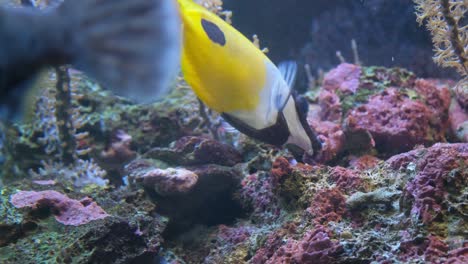Beautiful yellow fish and coral reefs in the red s 4k 2025 08 04 22 22 51 utc.mov | addis butterflyfish, animal, animals, aquatic