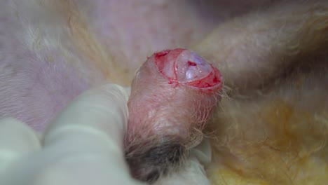 extreme close up of a scalpel making an incision on a dog's testicle during a sterilization surgery