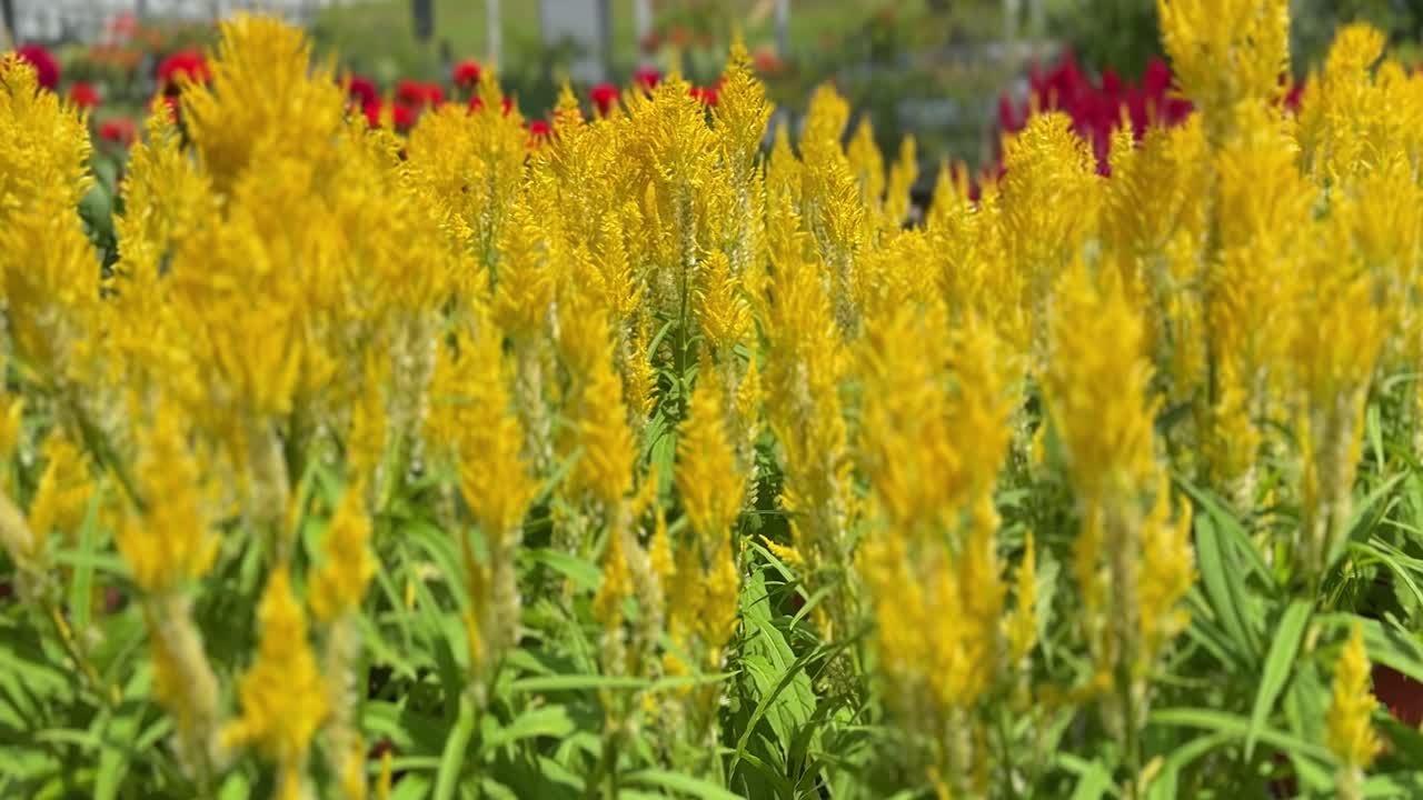 로시아 아르젠테아 (celosia argentea) 의 털 꽃이 느리게 움직이는 장면