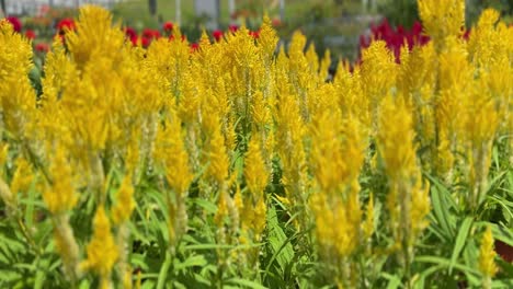 feathery blooms of celosia argentea . slow-moving scene