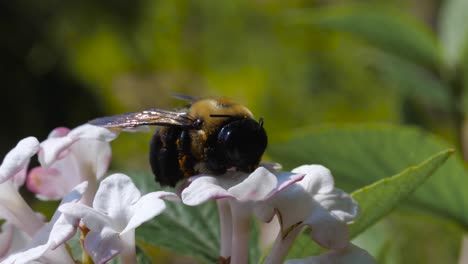 Dead-Pollen-Covered-Bumblebee-Close-Up-on-White-Fragrant-Viburnum-Flower---Ontario-Canada