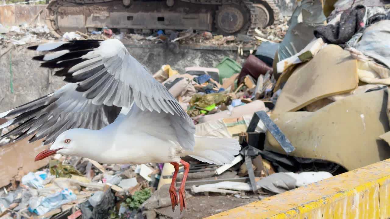 A seagull searches through landfill debris in daylight, highlighting environmental pollution and urban wildlife