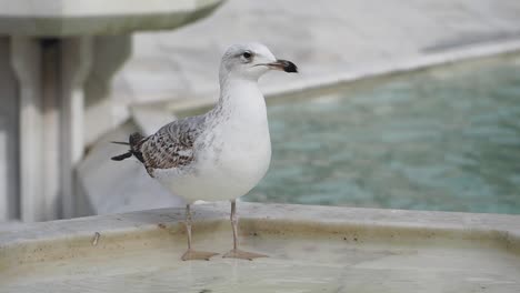 seagull at a fountain