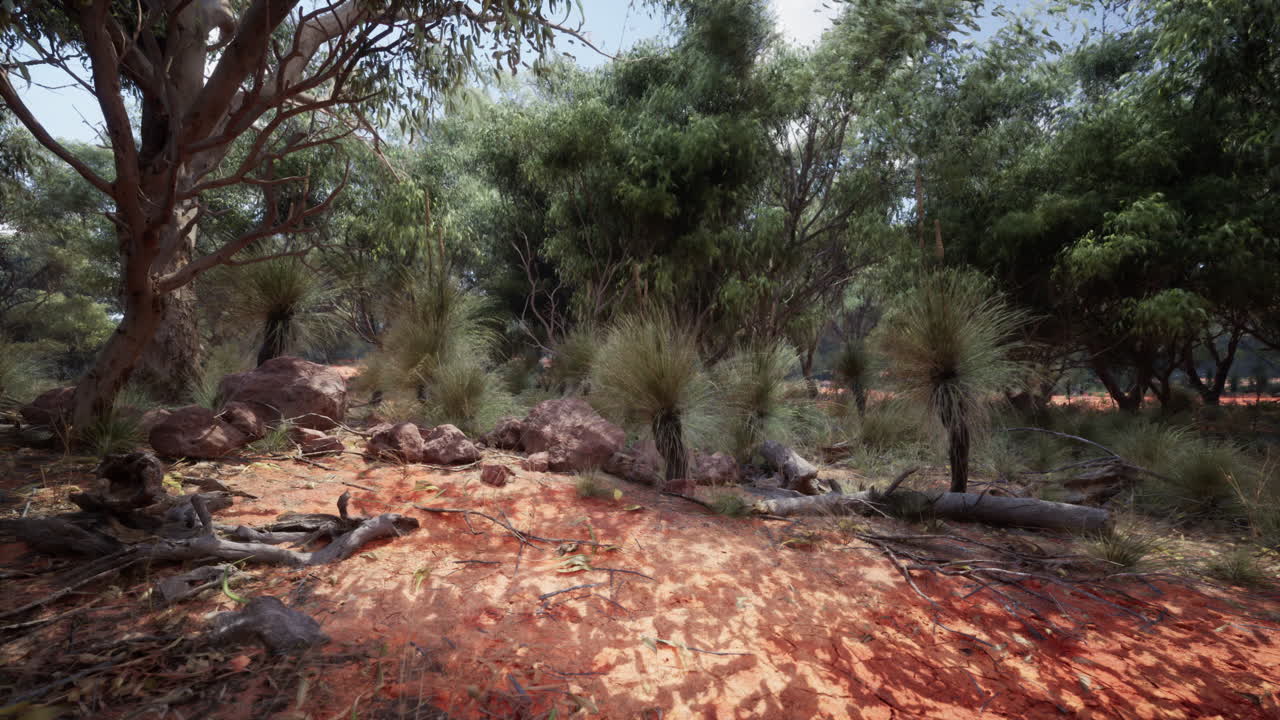 Paesaggio dell'Outback australiano: sabbia rossa, alberi di erba ed eucalipti.