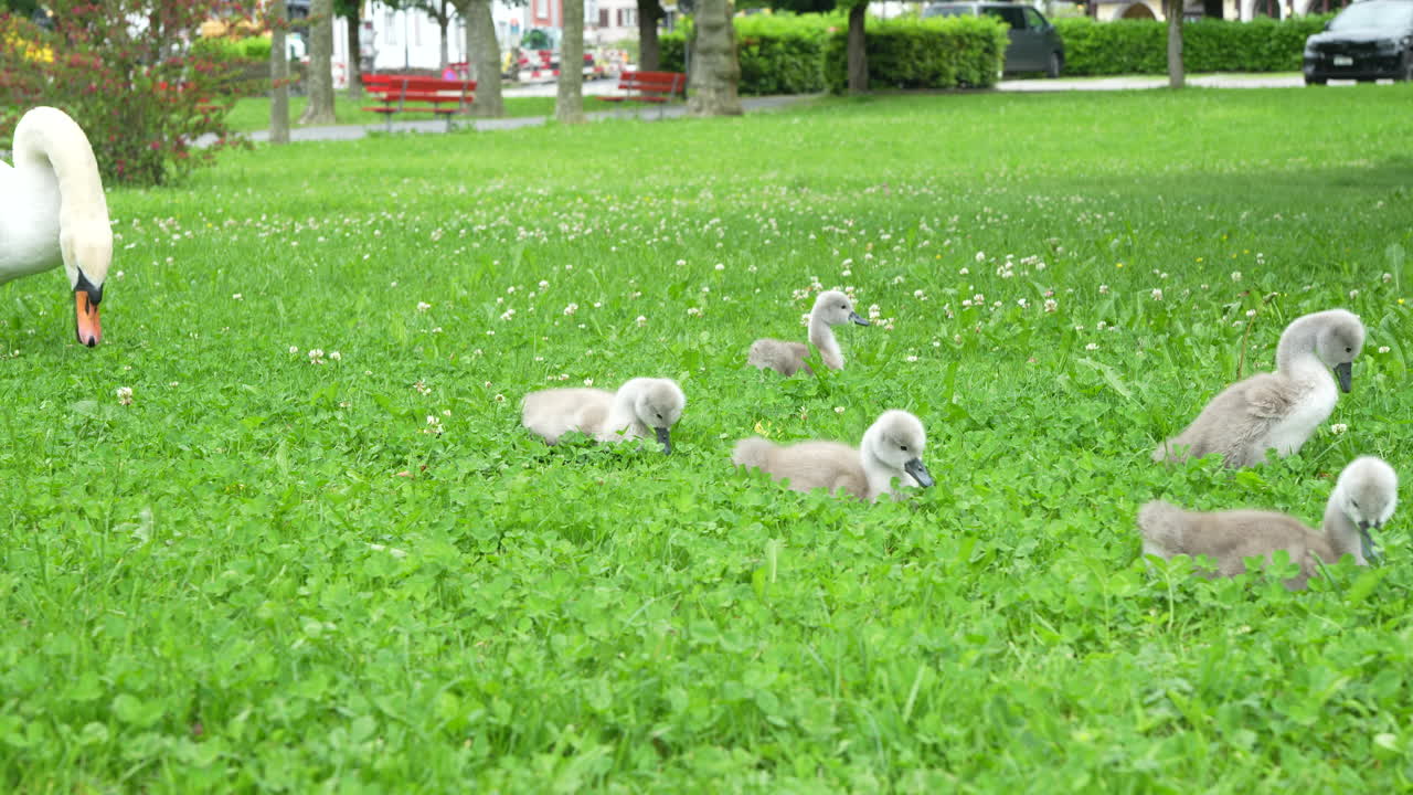 Fluffy cygnets explore the clover field under the care of their swan mother in soft light
