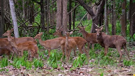 the eld's deer is an endangered species due to habitat loss and hunting