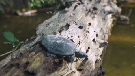 turtle jump into water from a log