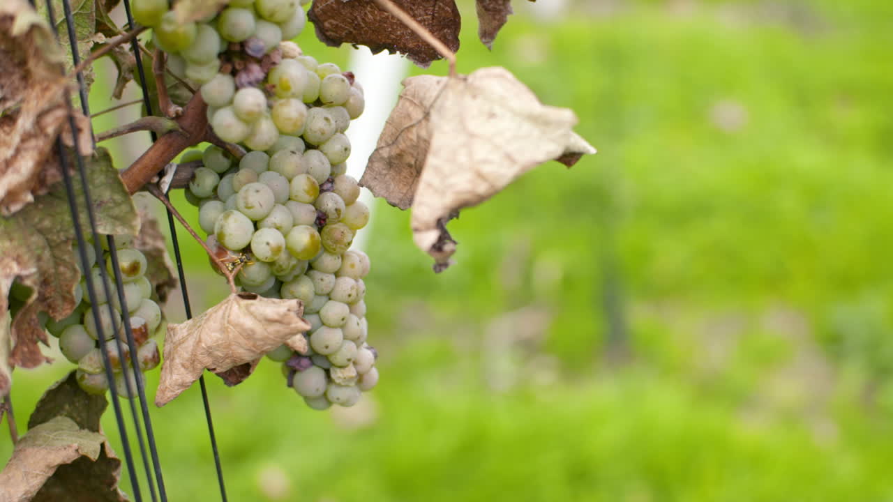 racimo de uvas en el viñedo en la granja de producción de vid 6